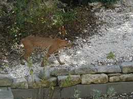 bobcat Web