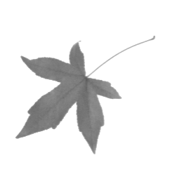 Leaf