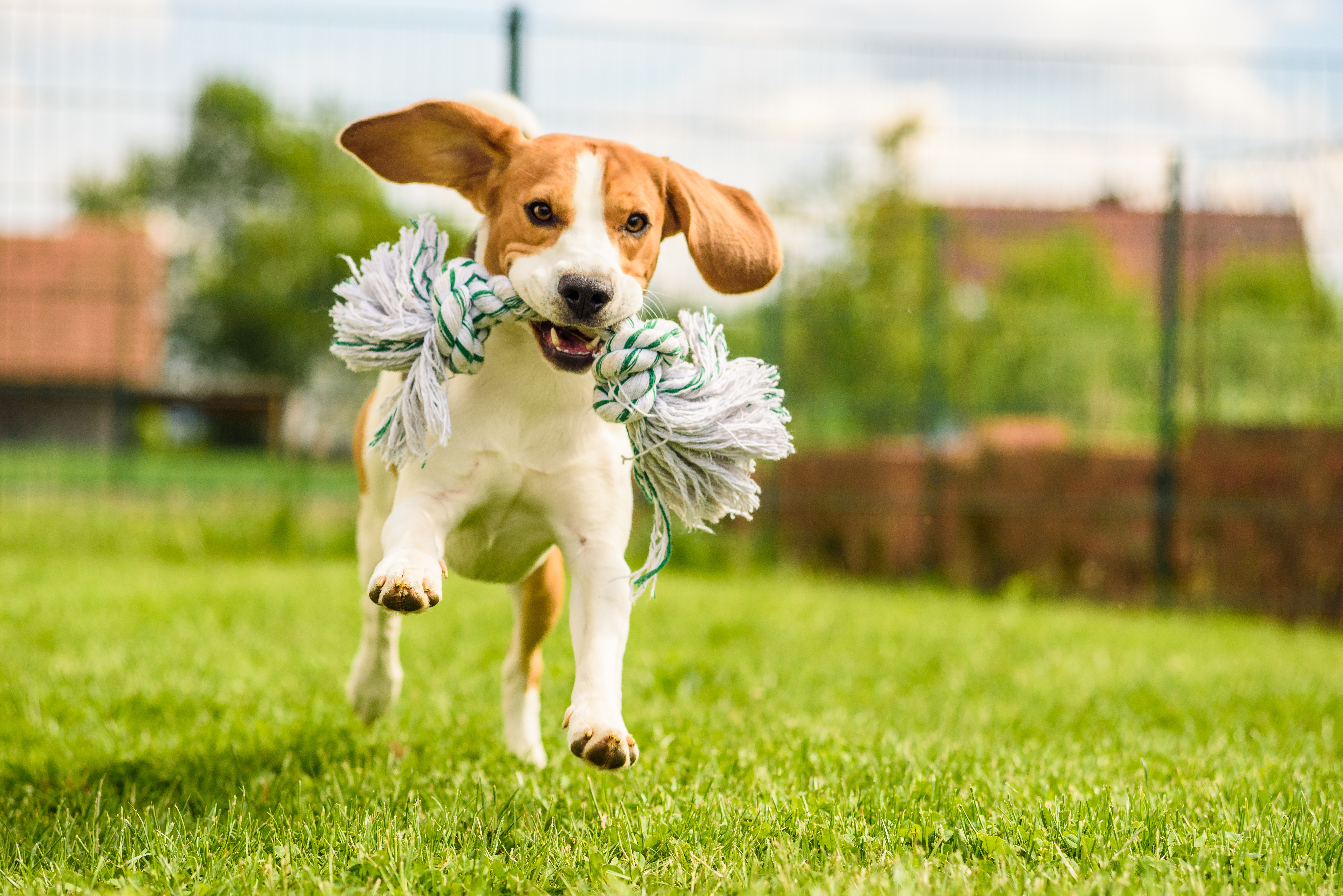 dog with rope in mouth